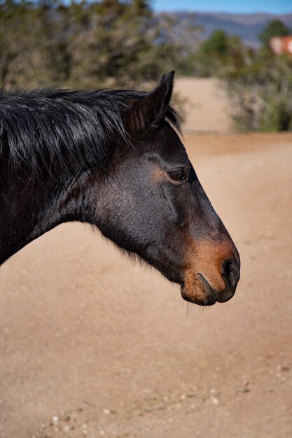 Close up on horse in nature