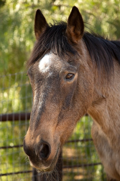 Close up on horse in nature