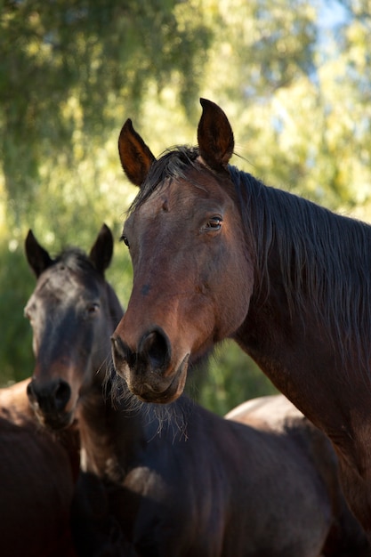 Close up on horse in nature