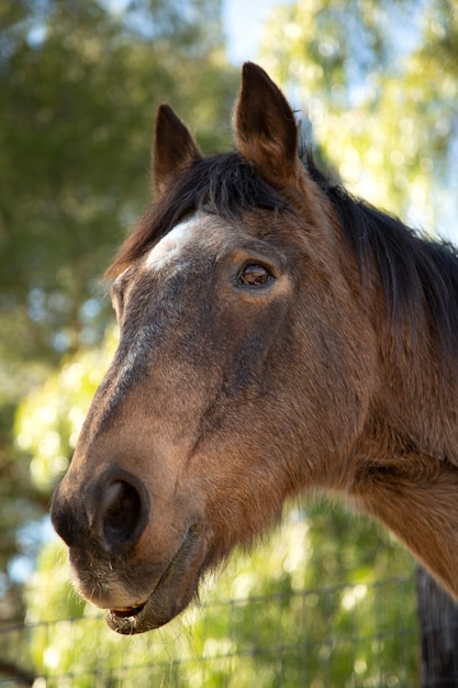 自然の中で馬にクローズアップ