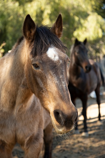 自然の中で馬にクローズアップ