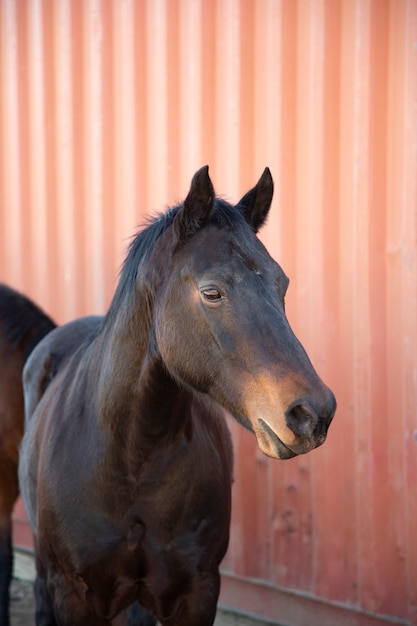 自然の中で馬にクローズアップ