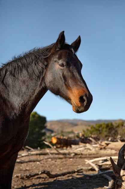 Close up on horse in nature