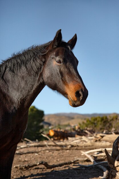 Close up on horse in nature