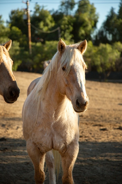 自然の中で馬にクローズアップ