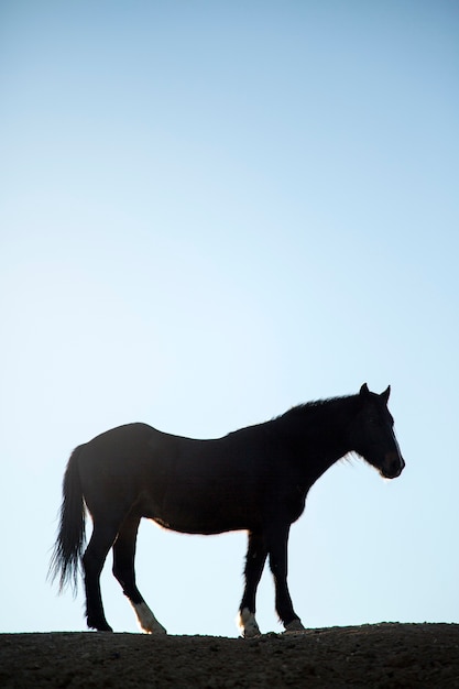 自然の中で馬にクローズアップ