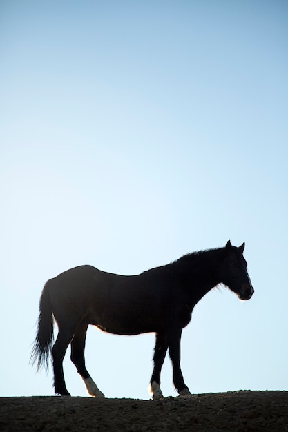 Free Photo close up on horse in nature