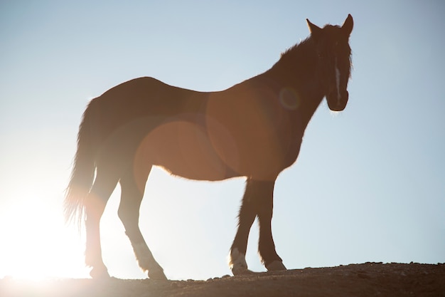 自然の中で馬にクローズアップ