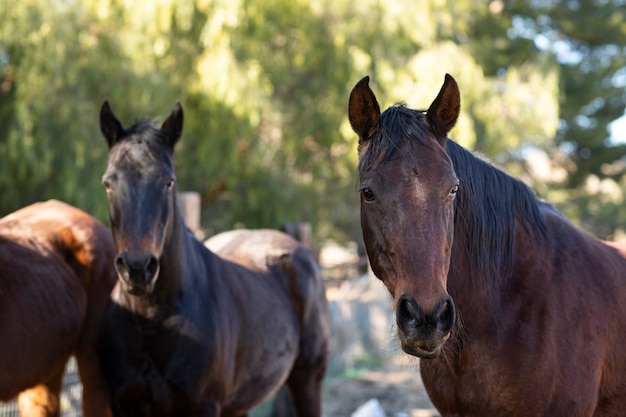 自然の中で馬にクローズアップ