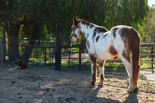 Close up on horse in nature