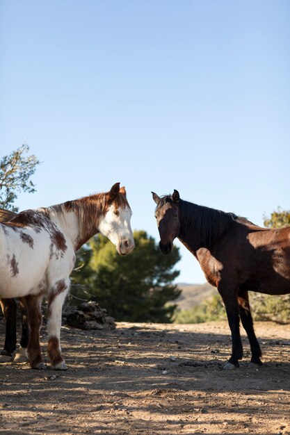 Close up on horse in nature