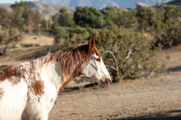 Free photo close up on horse in nature