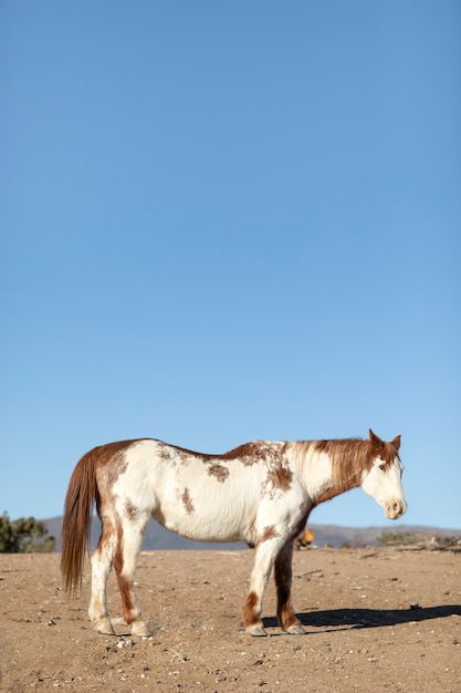 Foto gratuita primo piano a cavallo in natura