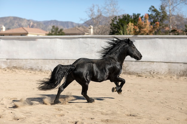 自然の中で馬にクローズアップ