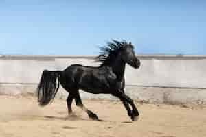 Foto gratuita primo piano a cavallo in natura