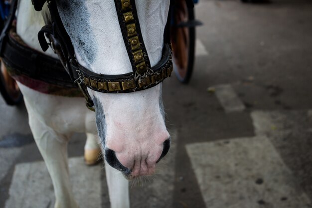 カーラッジを引っ張って馬のクローズアップ