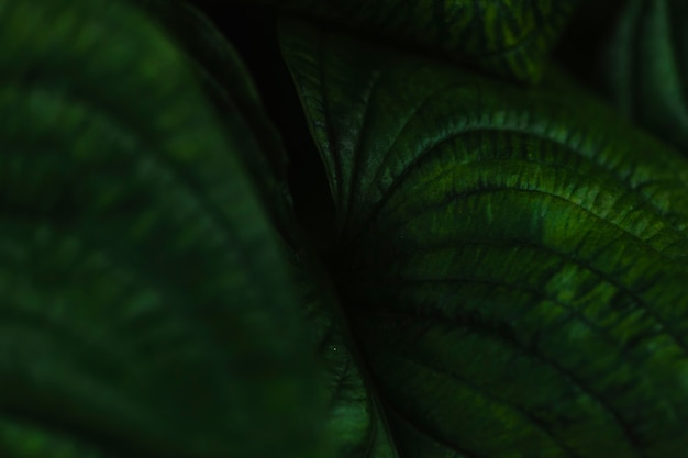 Close-up huge patterned leaves