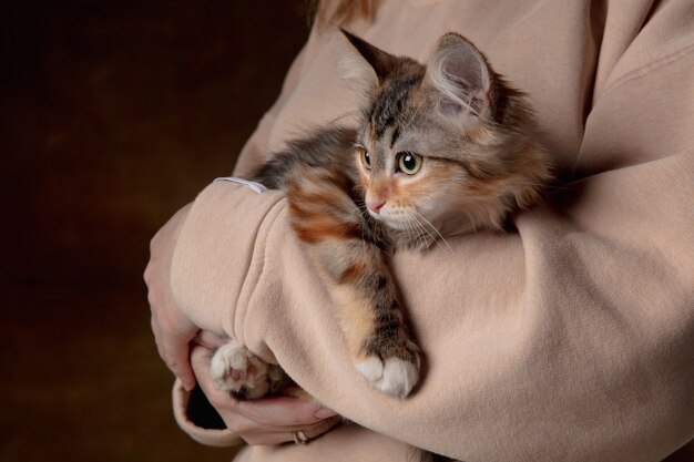 小さな美しい純血種の子猫と人間の手のクローズアップ。