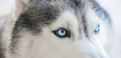 Free photo close-up of a husky's eyes