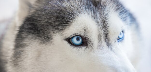 Close-up of a husky's eyes
