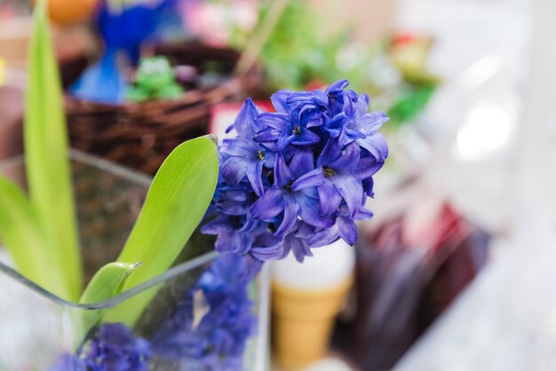 Close-up of hyacinth flower plant in the glass