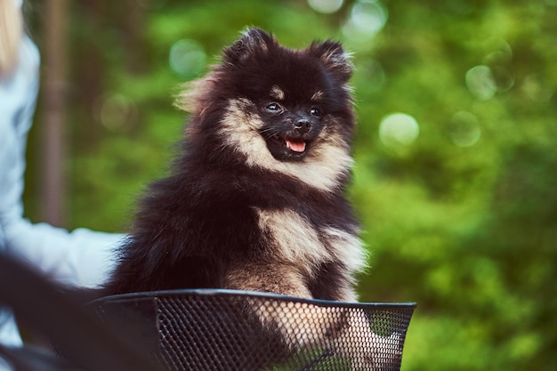 Close-up image of a cute Spitz dog in the bicycle basket on a ride.