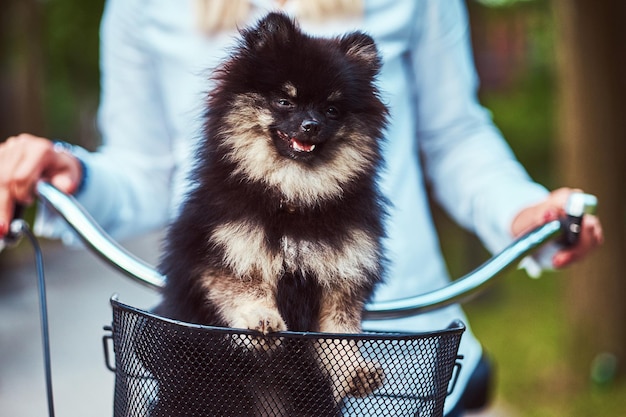 Close-up image of a cute Spitz dog in the bicycle basket on a ride.