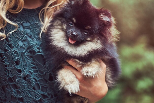소녀가 키우고 있는 귀여운 스피츠 강아지의 클로즈업 이미지입니다.