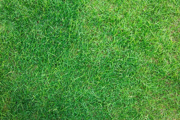 Close-up image of fresh spring green grass