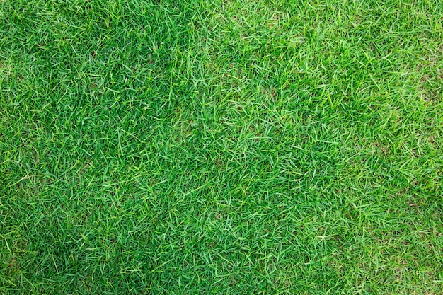 新鮮な春の緑の草のクローズアップ画像