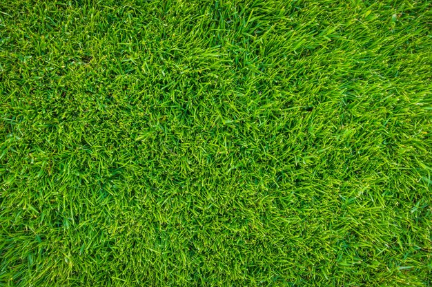 Крупным планом образ свежей весенней зеленой травы.