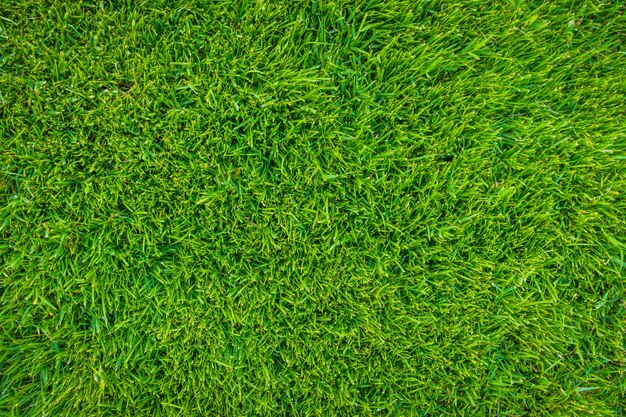 Close-up image of fresh spring green grass .