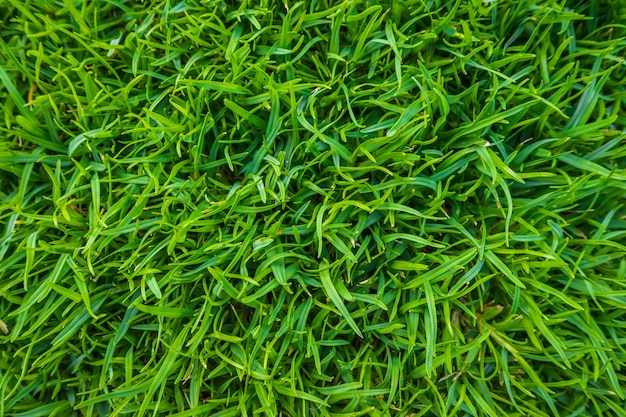 Крупным планом образ свежей весенней зеленой травы.