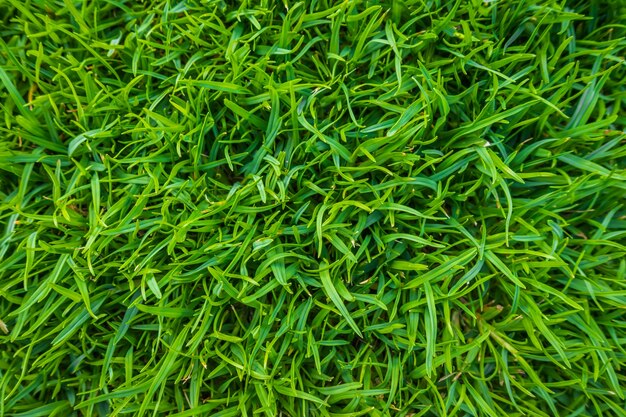 신선한 봄 녹색 잔디의 클로즈업 이미지