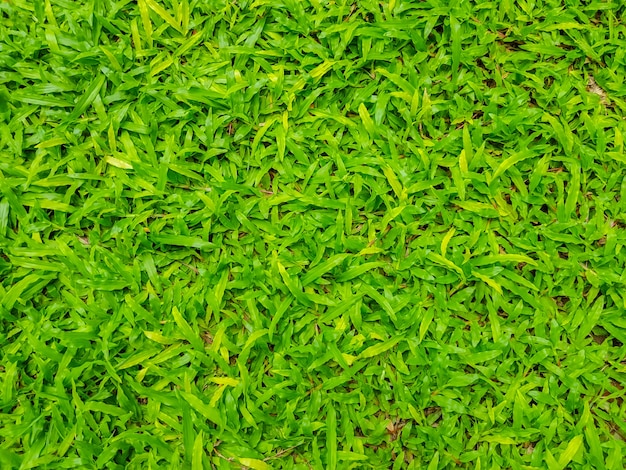 Крупным планом изображение свежей весенней зеленой травы.