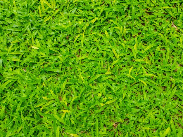 Close-up image of fresh spring green grass .