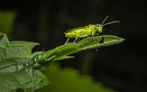 Крупным планом насекомых на зеленом листе