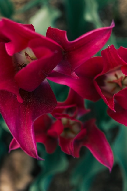 Primo piano di un insetto sul fiore rosa