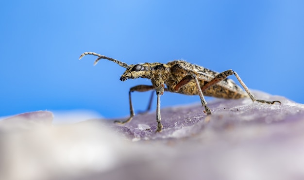 Close up of insect with antennas on rock