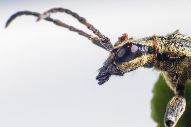 長いアンテナを持つ昆虫のクローズアップ