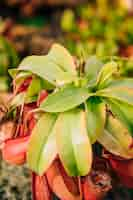 Free photo close-up of insectivorous plant nepenthes