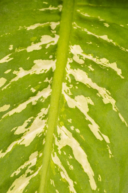 Close-up of interesting plant leaf