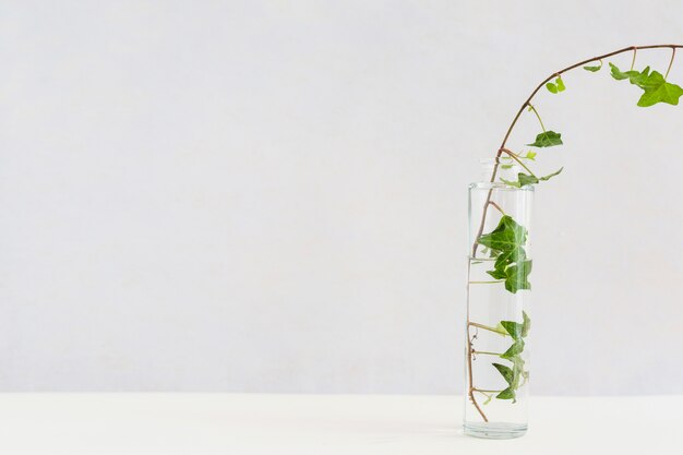 Close-up of ivy in transparent glass bottle on white desk against background