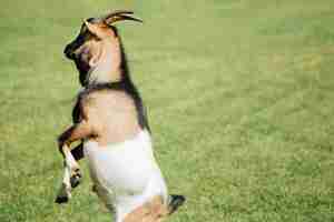 Free photo close-up jumping farm goat on pasture