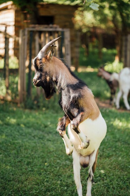 Close-up jumping farm goat in stable