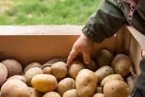 Free photo close-up kid hand touching potato