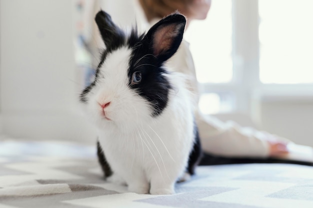 Close up kid with cute rabbit