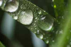 Free photo close-up of lawn with raindrops