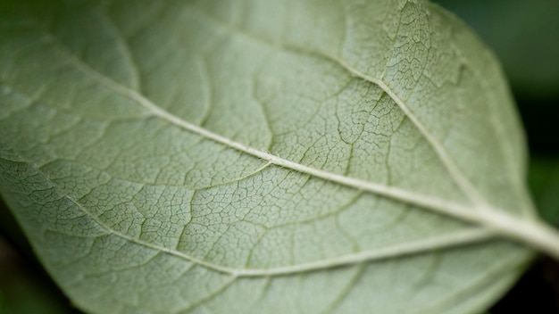 Free photo close-up leaf detailed structure