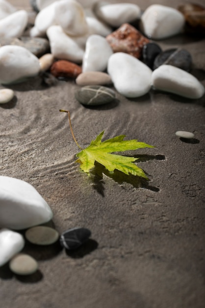 Close up on leaf floating on water